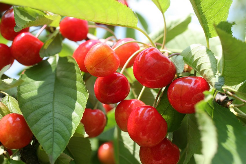 Запорізька компанія експортувала понад 600 тонн черешні Запорізька компанія експортувала понад 600 тонн черешні