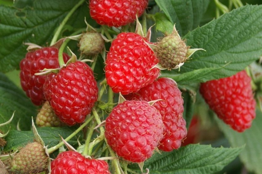 Малина Атлант Малина Атлант