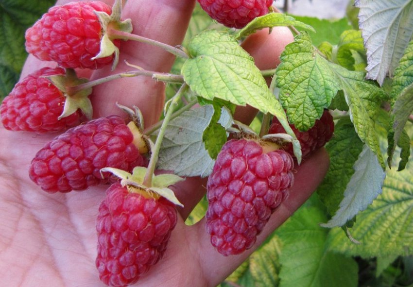 Малина Брянське диво Малина Брянське диво