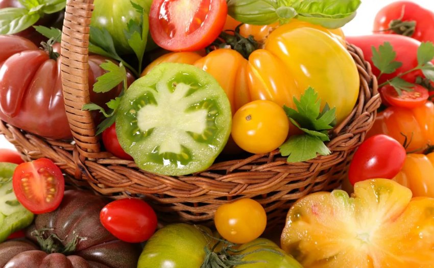 Молоді амурські аграрії попрактикуются на японських грядках з томатами