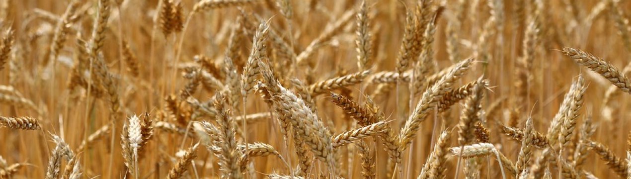 Компанія «Agrofusion» завершила збір урожаю зернових з відмінним результатом