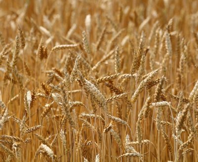 Компанія «Agrofusion» завершила збір урожаю зернових з відмінним результатом