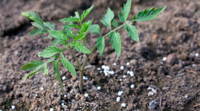 Підживлення томатів Підживлення томатів