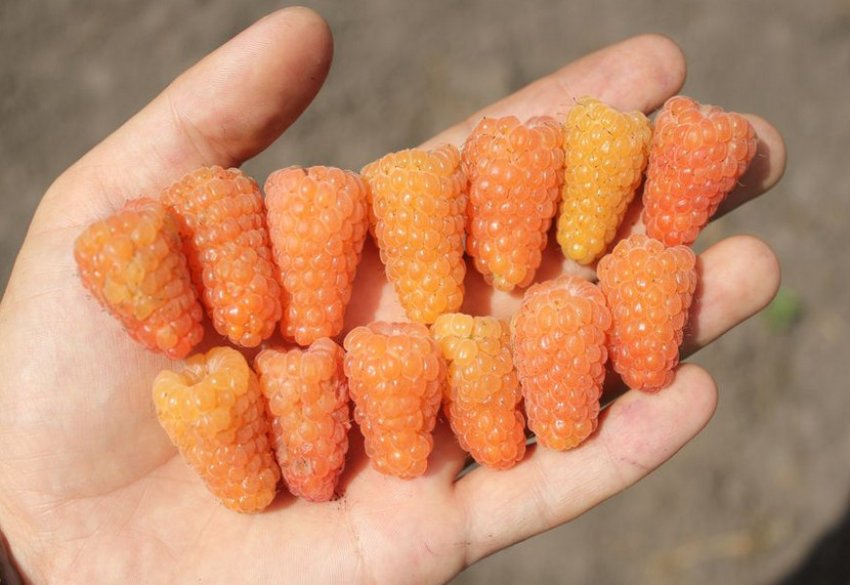 Малина Помаранчеве диво Малина Помаранчеве диво