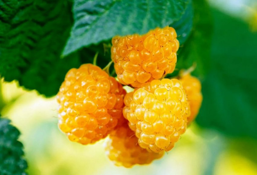 Малина Золоті куполи Малина Золоті куполи