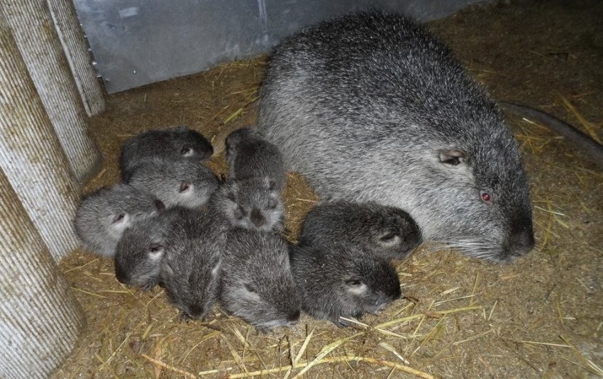 Самка нутрії з малюками Самка нутрії з малюками
