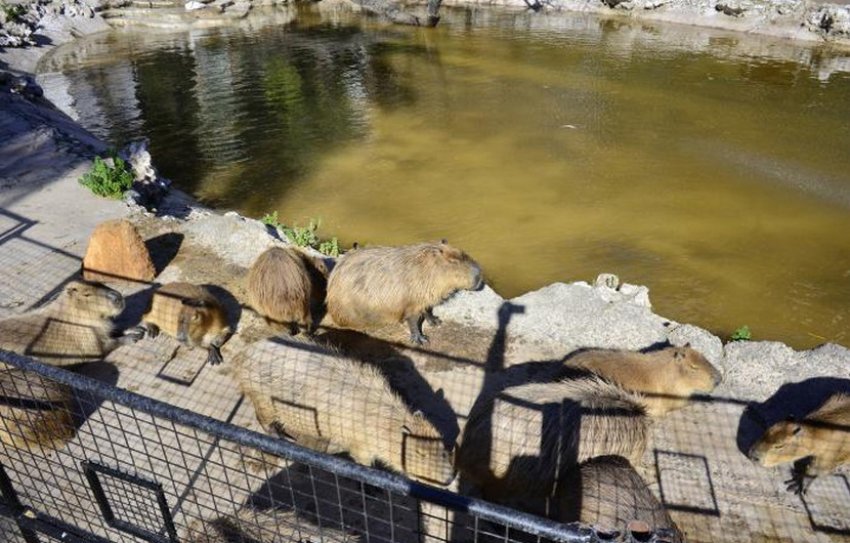 Водойми для нутрій Водойми для нутрій
