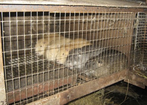 Клетки для нутрий: как сделать в домашних условиях, описание и чертежи