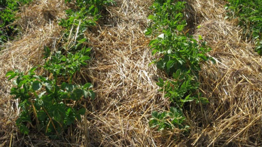 Мульчування Мульчування