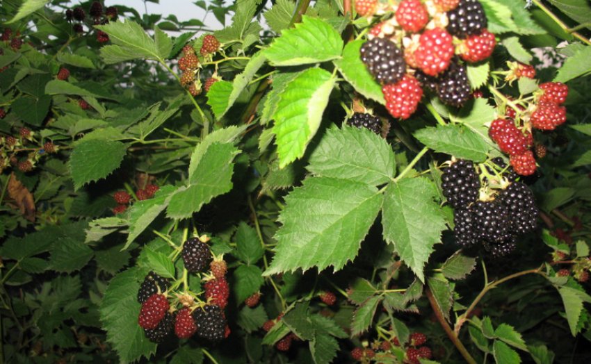 Ожина садові сорти Торнлесс Евергрін Ожина садові сорти Торнлесс Евергрін