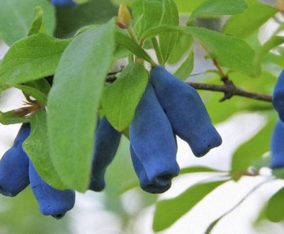 Жимолость їстівна Оксамит — основні характеристики і особливості