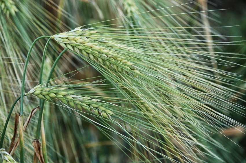 Компанія «Agrofusion» завершила збір урожаю зернових з відмінним результатом Компанія «Agrofusion» завершила збір урожаю зернових з відмінним результатом