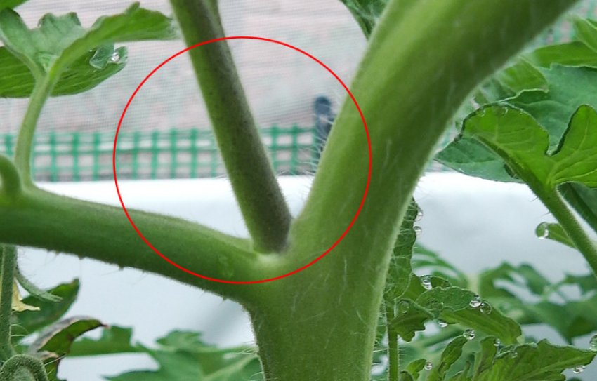 Пасинкування помідорів Пасинкування помідорів