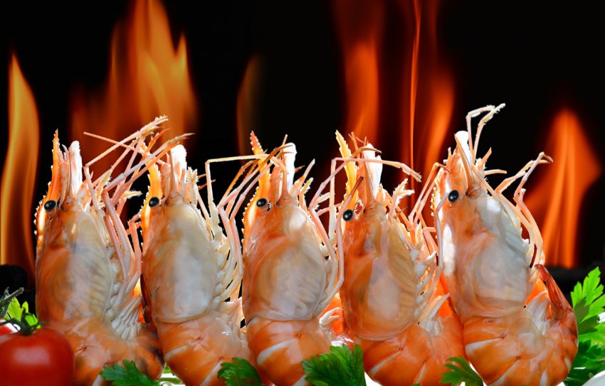 Жмеринські фермери вирощують креветок для ресторанів і гурманів