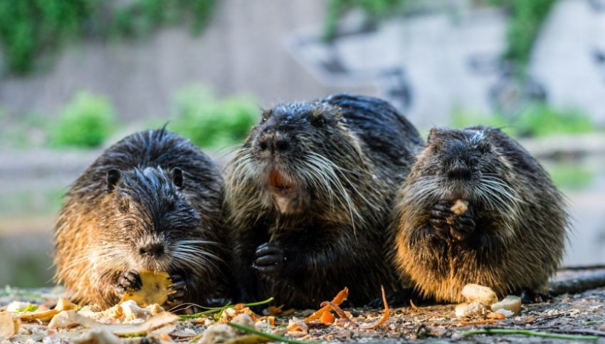 Розведення нутрій Розведення нутрій