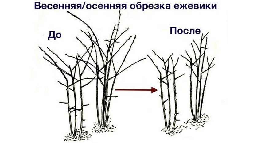 Обрізка ожини Обрізка ожини
