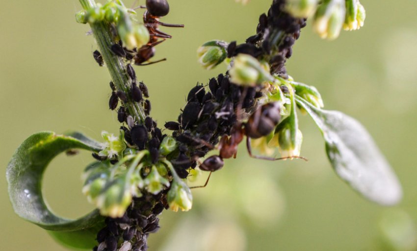 Попелиця на жимолості Попелиця на жимолості