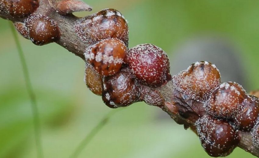 Щитівка на чагарнику Щитівка на чагарнику