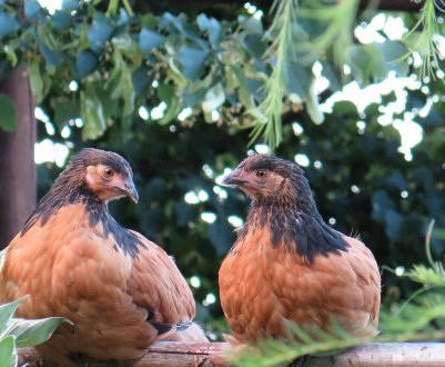 В Івано-Франківській області останками птиці забруднено понад 10 гектарів земель
