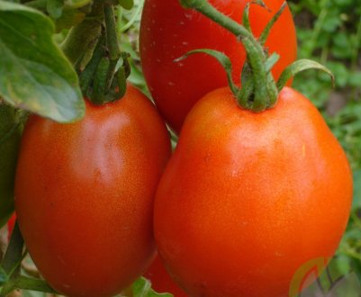 Томат «Буян (Боєць)»: опис сорту, особливості вирощування та догляду