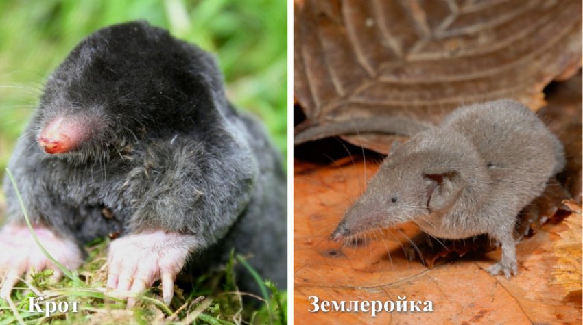 Кріт і землерийка Кріт і землерийка