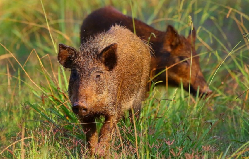 Чума наздогнала ульяновських свинок і дикого кабана