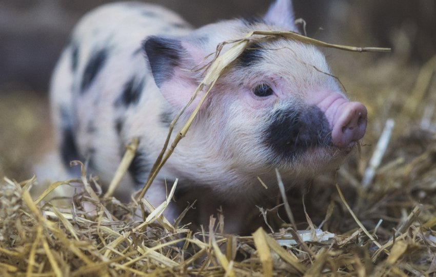 Чума наздогнала ульяновських свинок і дикого кабана