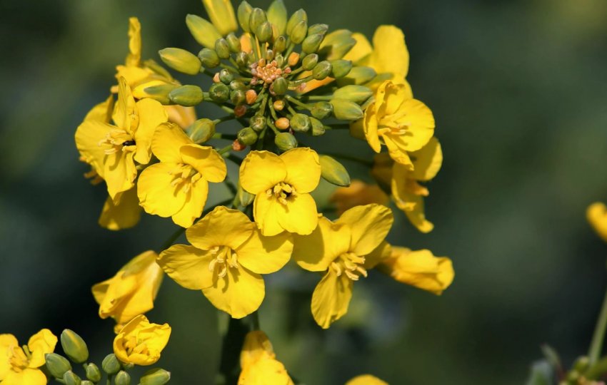 На ставропольских полях цвітуть Елвіс і Лабрадор