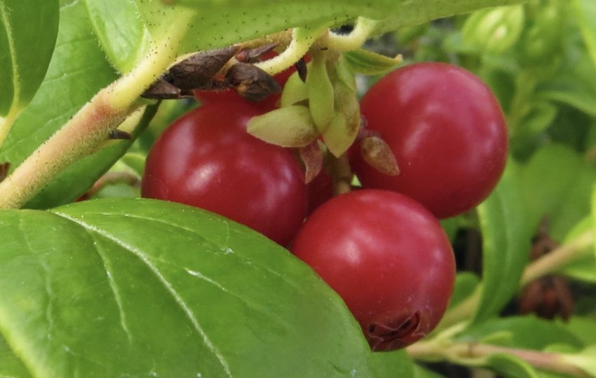 Ягоди брусниці Ред Перл