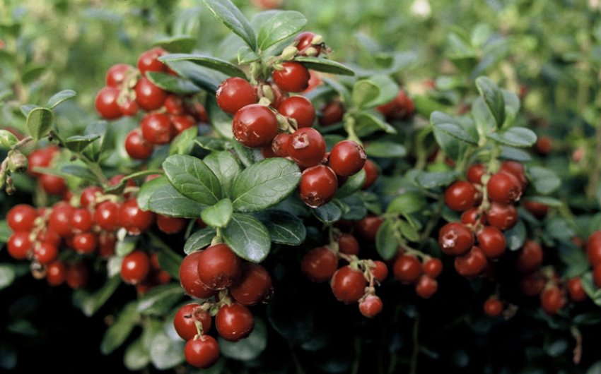 Брусниця Ред Перл