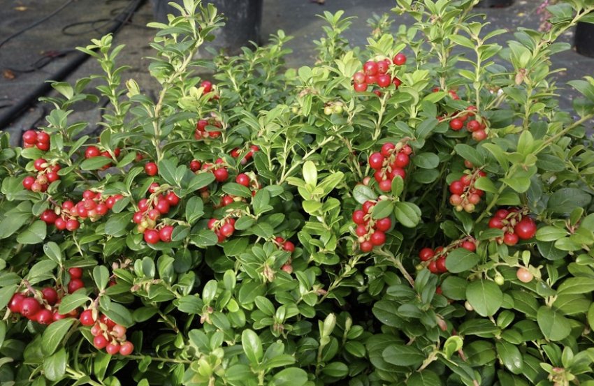 Брусниця Червона перлина