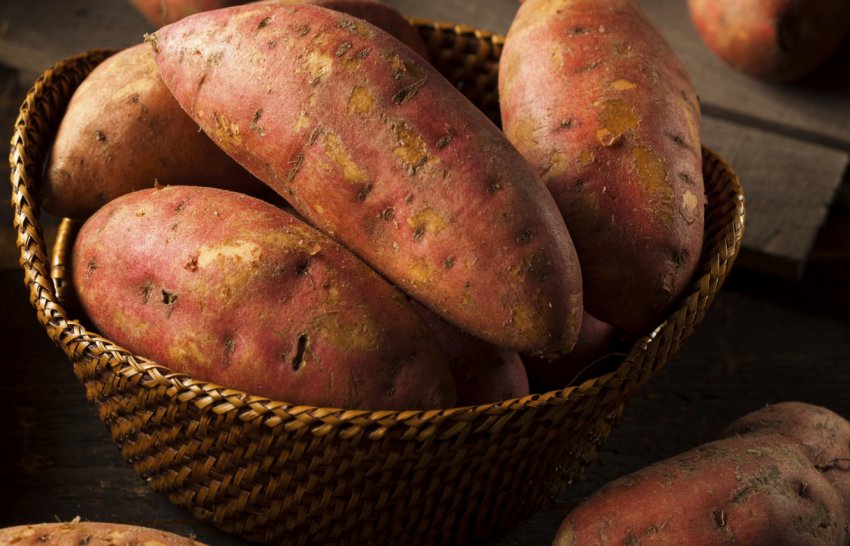 Рентабельність вирощування батату в Україні становить майже 200 відсотків Рентабельність вирощування батату в Україні становить майже 200 відсотків