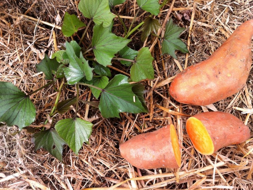 Рентабельність вирощування батату в Україні становить майже 200 відсотків Рентабельність вирощування батату в Україні становить майже 200 відсотків