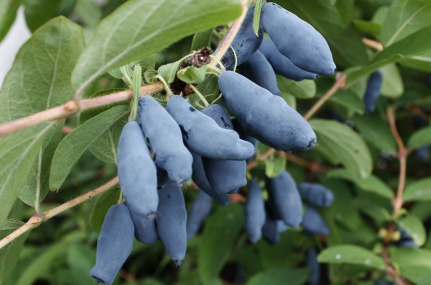 Сорт жимолості Синій Скеля Сорт жимолості Синій Скеля