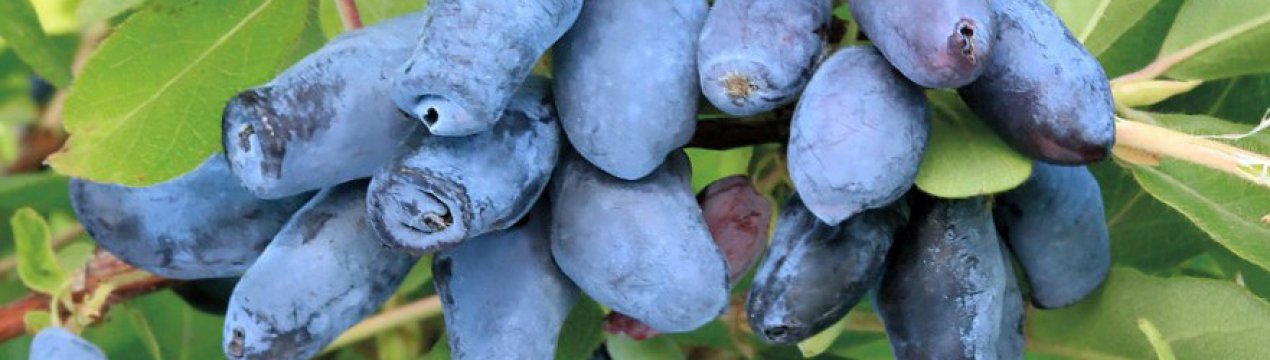 Жимолость їстівна солодка Синій Скеля— основні характеристики