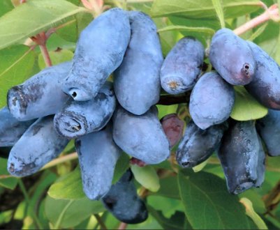 Жимолость їстівна солодка Синій Скеля— основні характеристики