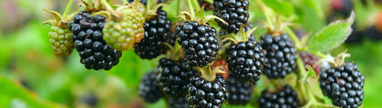 Ожина сорти Хелен — зовнішній вигляд, особливості