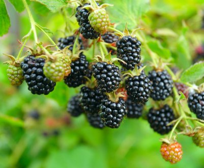 Ожина сорти Хелен — зовнішній вигляд, особливості