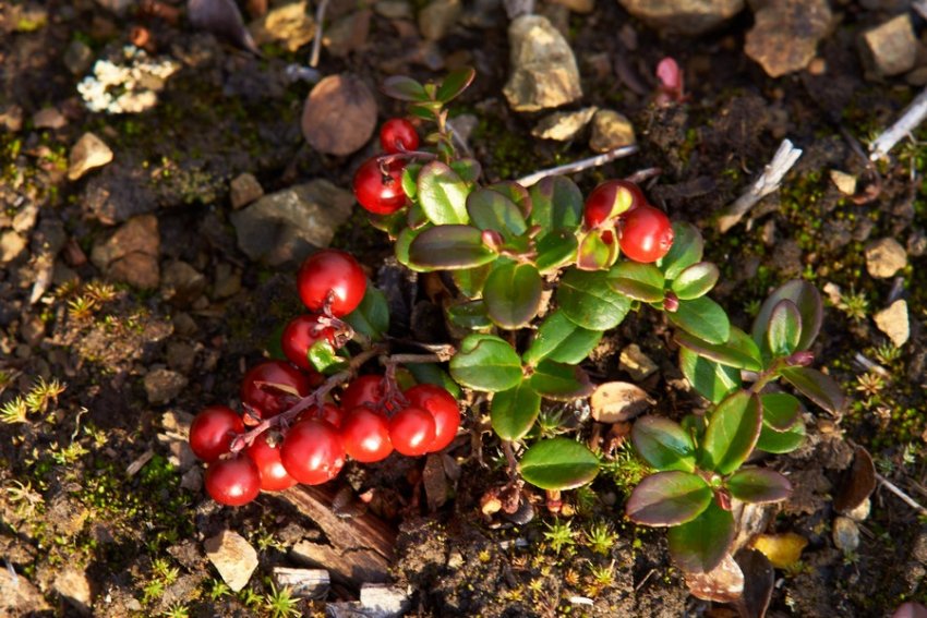Брусниця сорту Ред Перл