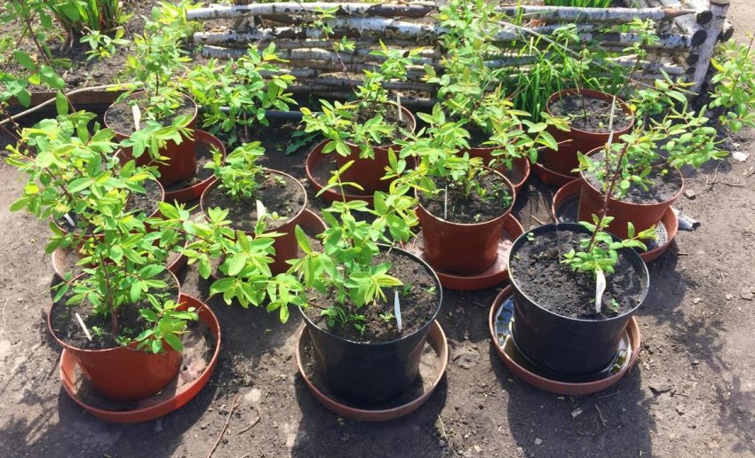 Саджанці жимолості Саджанці жимолості