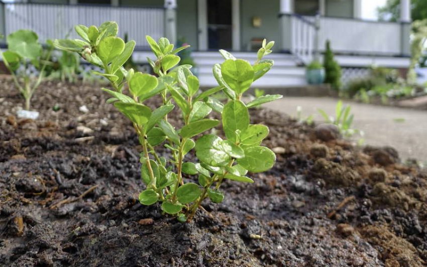 Посадка брусниці