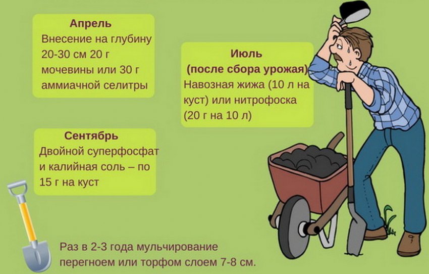 Підживлення жимолості Підживлення жимолості