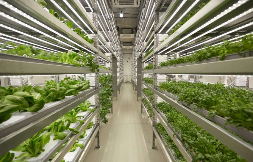 Турецькі теплиці переходять у «вертикальний режим» Турецькі теплиці переходять у «вертикальний режим»