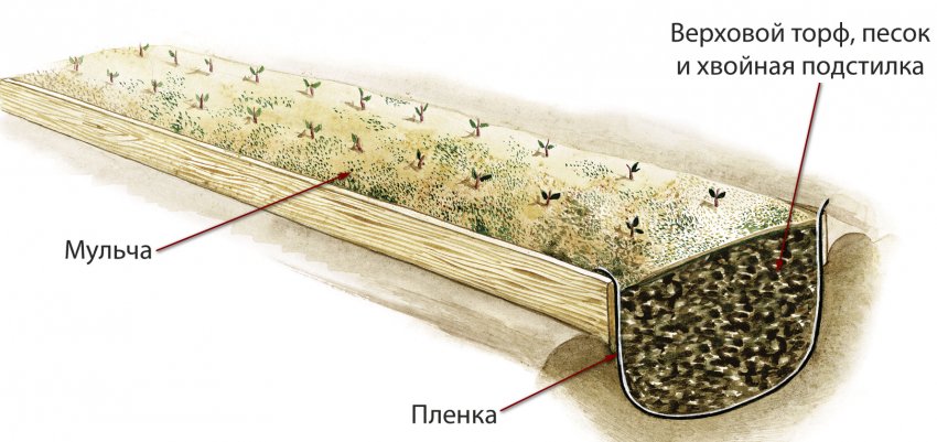 Траншея для брусниці