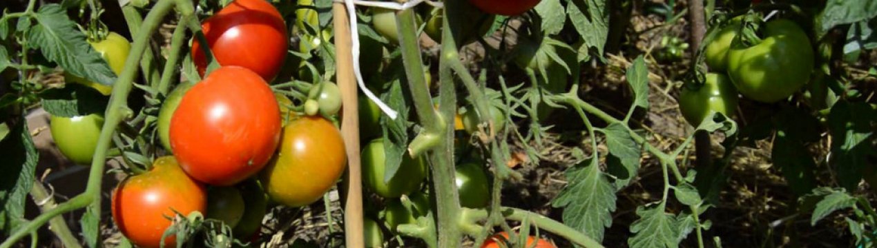 Помідори сорту «Волгоградський скоростиглий 323»: опис, агротехніка вирощування