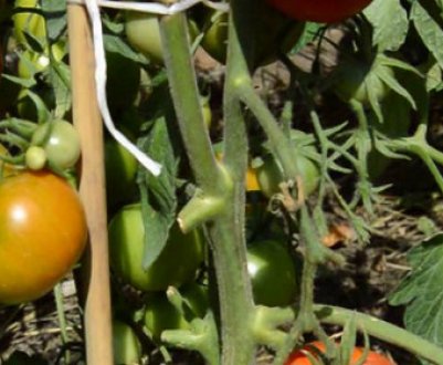 Помідори сорту «Волгоградський скоростиглий 323»: опис, агротехніка вирощування