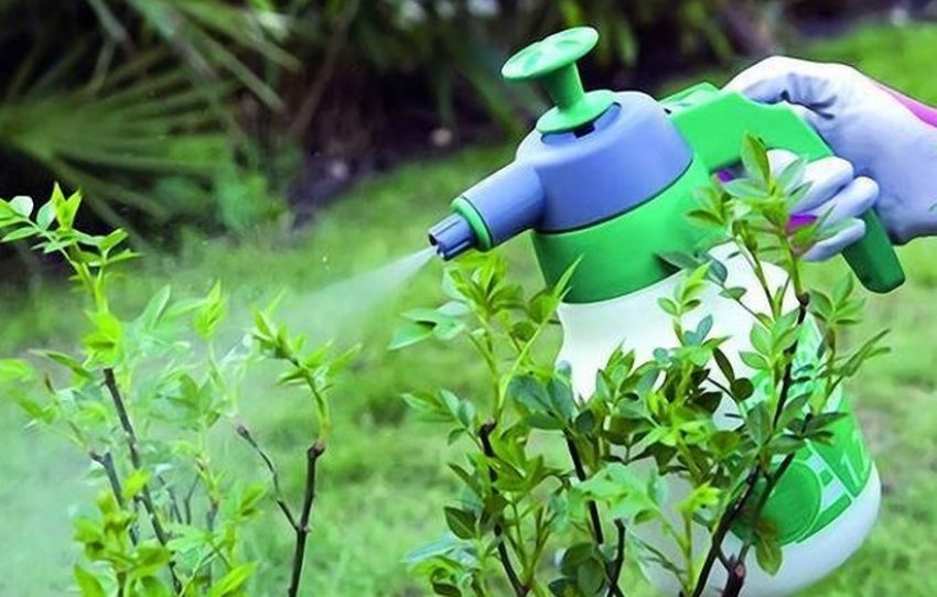 Обприскування жимолості від хвороб і шкідників Обприскування жимолості від хвороб і шкідників