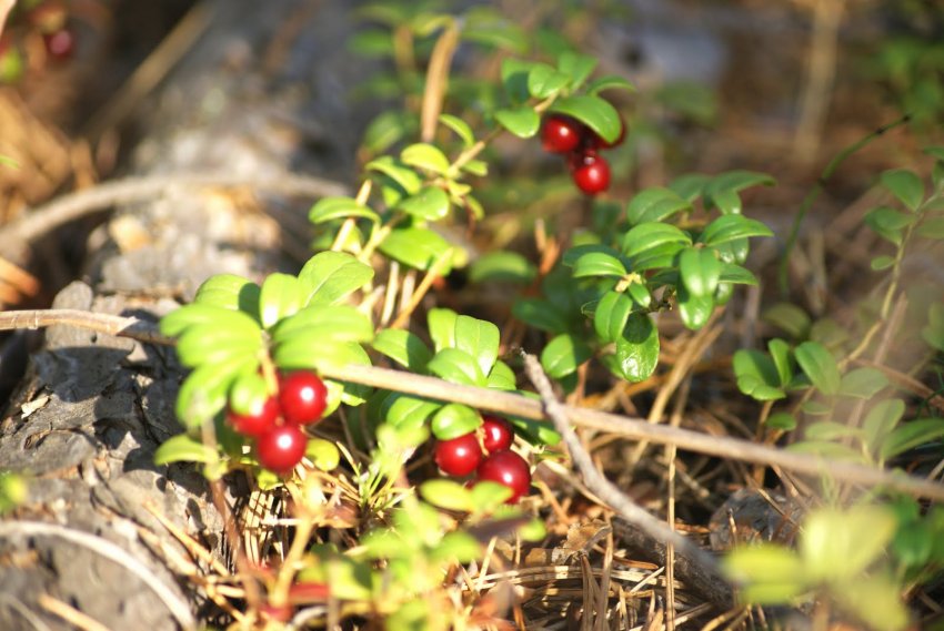 Молоді кущі брусниці садової