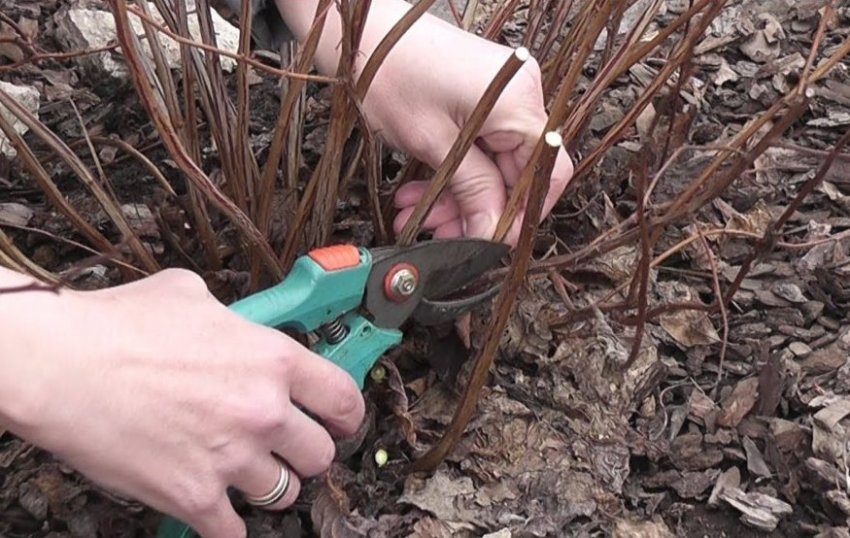 Обрізка жимолості Обрізка жимолості