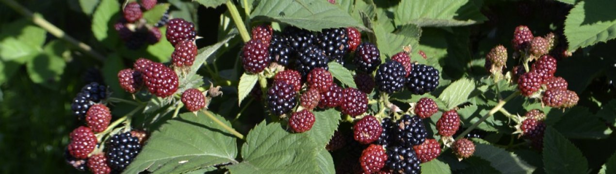 Характеристика та особливості вирощування ожини Осейдж